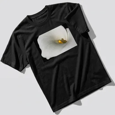 Realistic photography of a Calla Lily in white and yellow against a black background